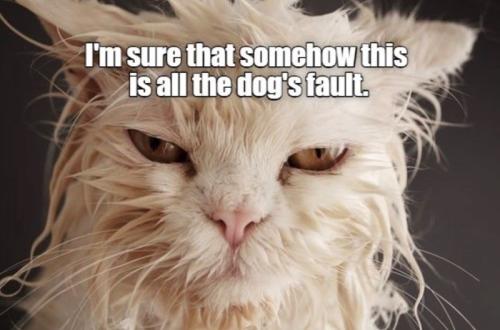 sure-somehow-this-is-all-dogs-fault
