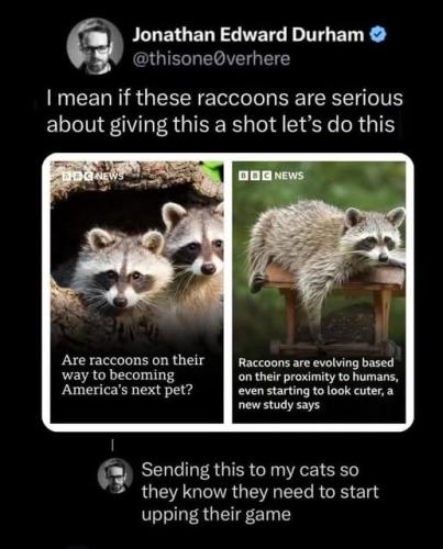raccoon