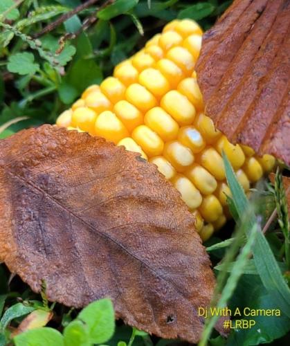 Screenshot_20251116_081902_Gallery