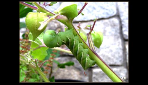 HORNWORM_5990
