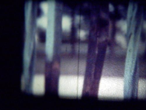 resurection cemetary 2