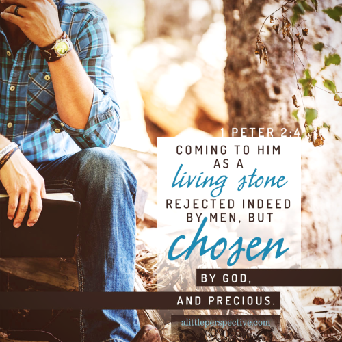 1-pet-2-4-WEB-unsplash