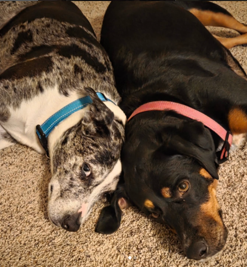 Annotation 2025-11-28 120636