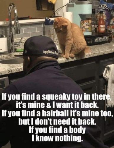 IMG_20251102_114334_301