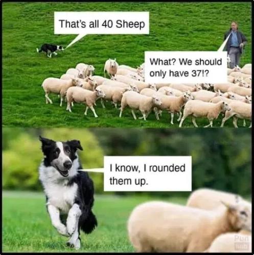 rounded-up-sheep