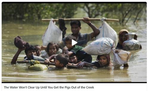 Pigs in the creek screenshot