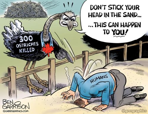 ostriches_killed-canada-2025-1536x1194