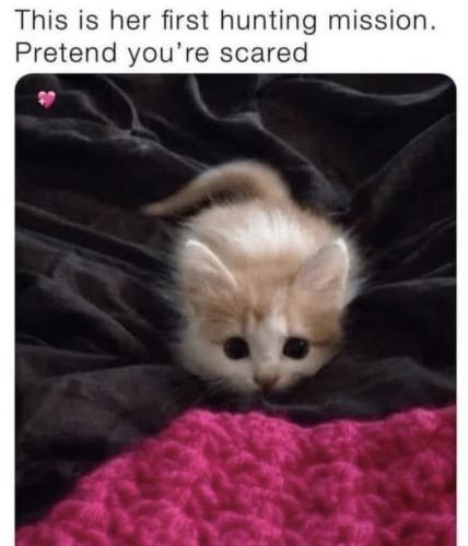 991fed8cb5ffb7d2d782d3c6885f2ae2