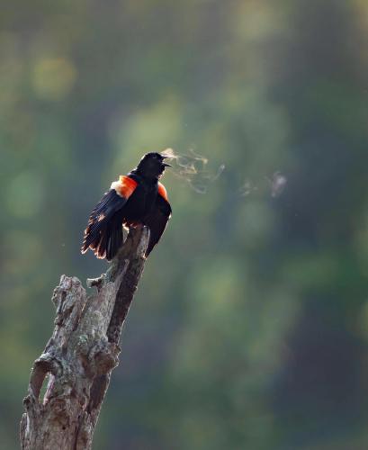 RDT_20251231_1540062838318023721945869