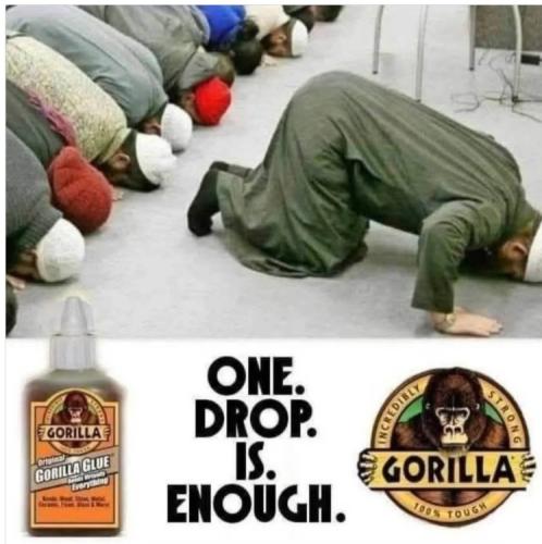 gorilla