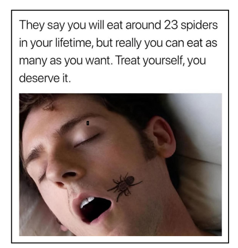 spiders