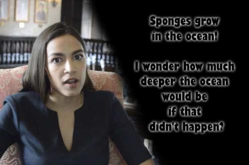 sponges-grow-in-ocean