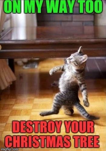 Screenshot_20251217_145026_Gallery