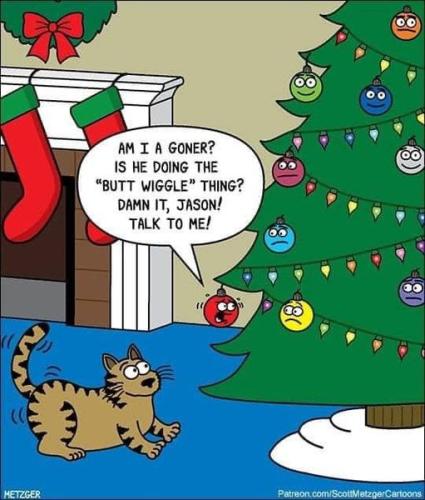 cat funnies 27