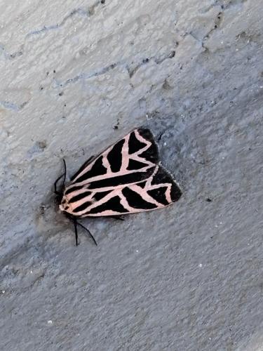 0DE7E2F7-9E6B-40A1-90C3-6245D4150D21