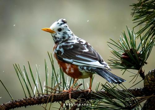 RDT_20251228_1737178132220235383714370