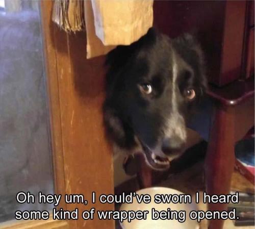 thrusday-meme-of-dog-sheepishly-begging-for-snacks-when-it-hears-the-sound-of-wrappers