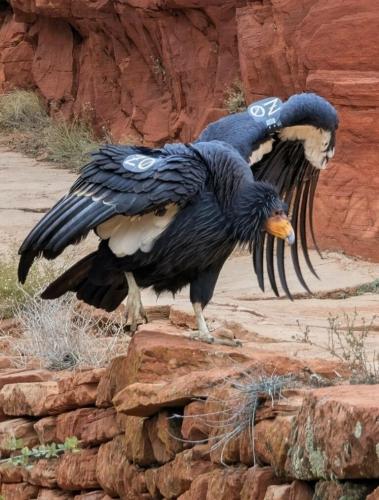 RDT_20251207_2108446786861582560780480