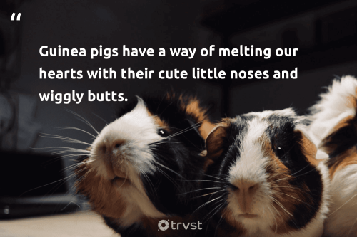 guinea-pig-quotes-guinea-pigs-have-a-wa-4675