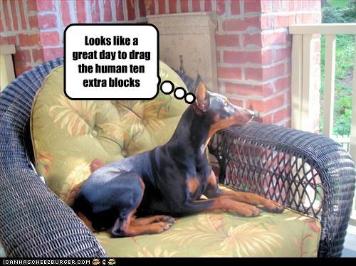 looks-like-a-great-day-to-drag-the-human-ten-extra-blocks