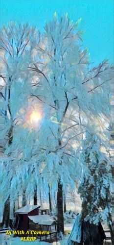 IMG_20251218_080342629_Bumblebee