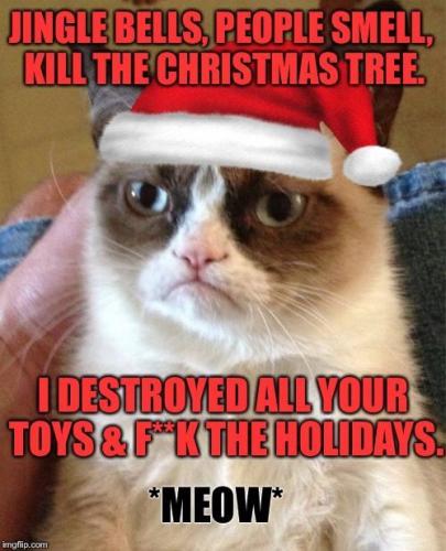 grumpy cat