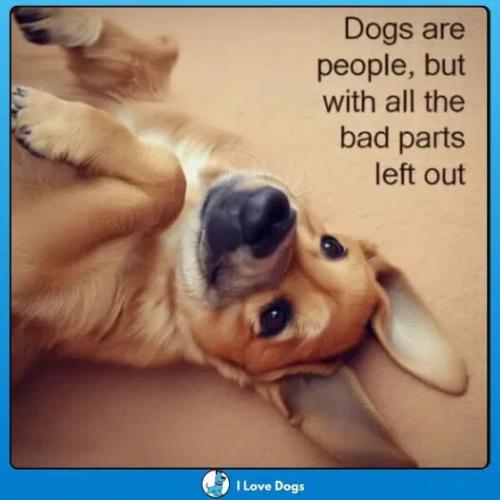 dogs-are-people-without-bad-parts