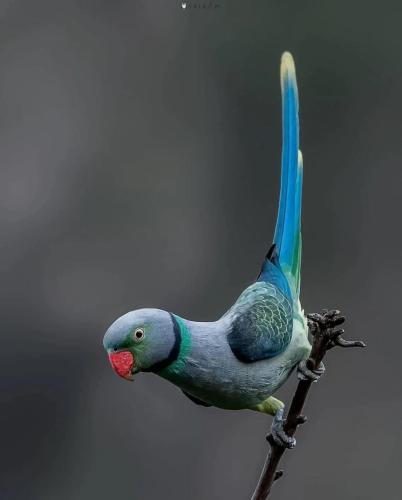 RDT_20251216_1519056344709917947153295