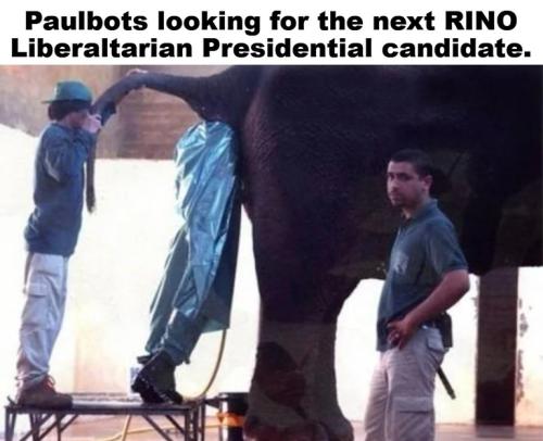 Paulbots looking for the next RINO.768px