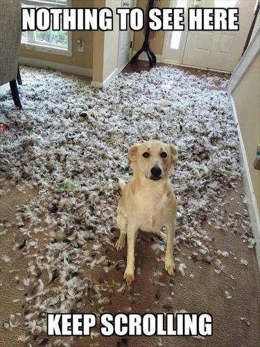 thrusday-meme-with-pic-of-dog-standing-in-front-of-shredded-pillows