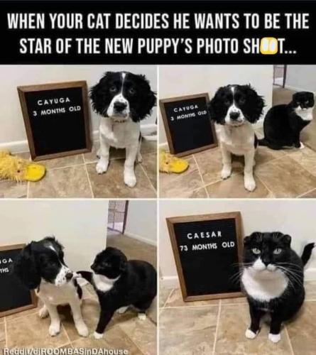 shot-cayuga-3-months-old-cayuga-3-months-old-ga-ths-caesar-73-months-old-redditdroombasindahouse