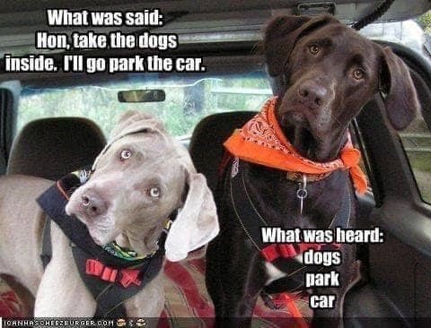 said-hon-take-dogs-inside-go-park-car-can-canhascheezeurgercom-heard-dogs-park-car