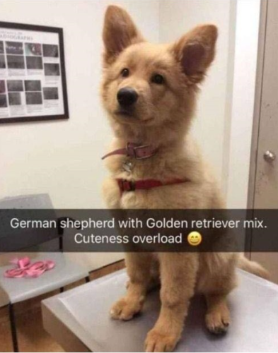 german-shepherd-with-golden-retriever-mix-cuteness-overload