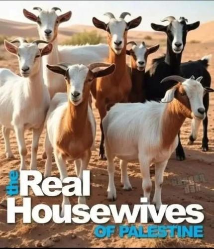 17670042014411834190966556762584_135991957267235