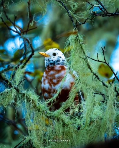 RDT_20251228_1736552980241537046596833