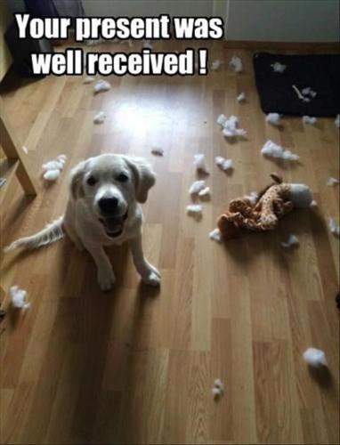 thrusday-meme-with-pic-of-puppy-sitting-happily-next-to-destroyed-toy
