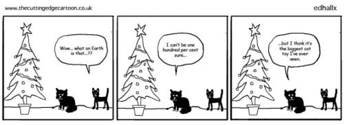 cat funnies 22