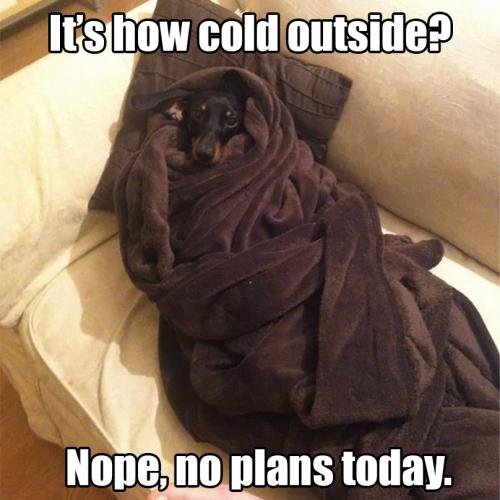 dog-winter-memes-19