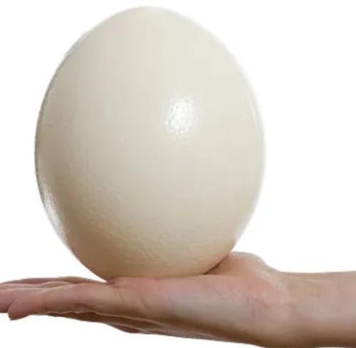 IMG_20251208_022439_192