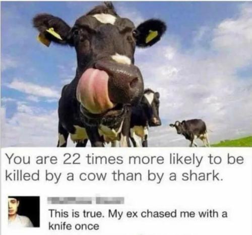 more-likely-to-be-killed-by-cow
