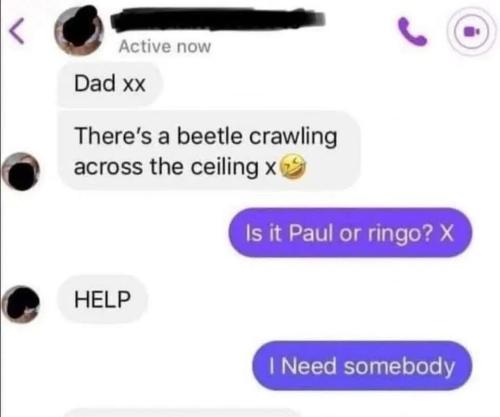 beetle-across-ceiling