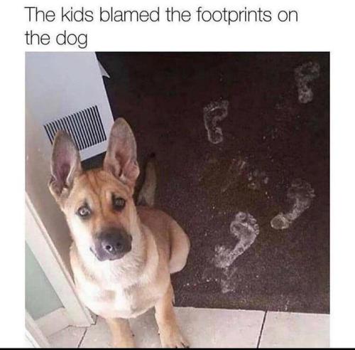 blamed-footprints-on-dog