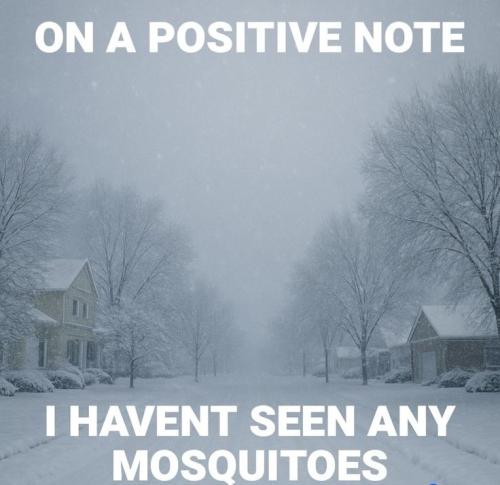 a mosquito wim
