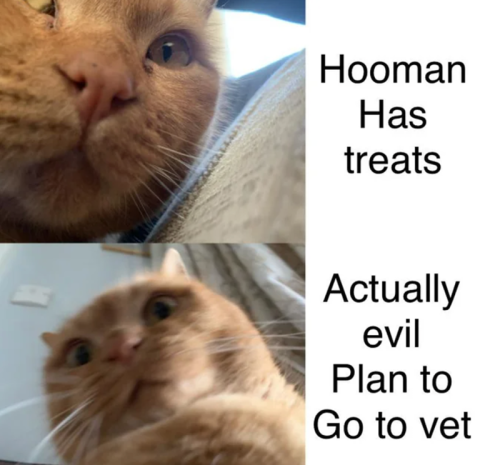 hooman-has-treats-actually-evil-plan-go-vet