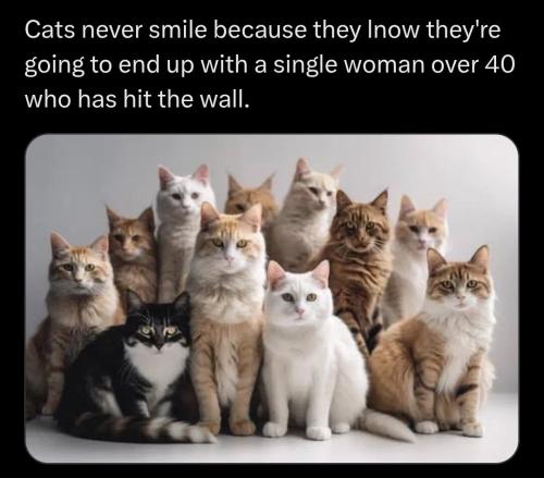 cats-never-smile