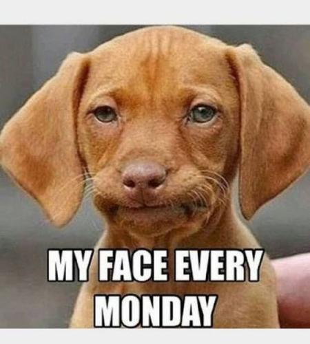 dog-my-face-every-monday