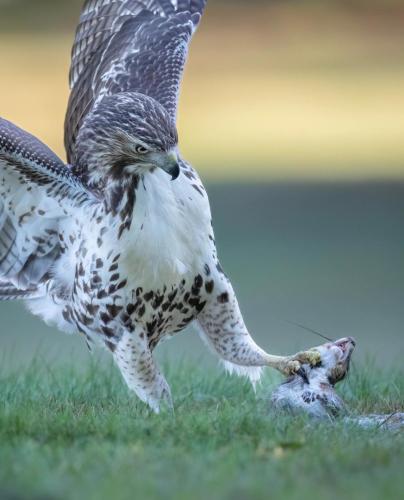 RDT_20260101_0806213128865764000983500