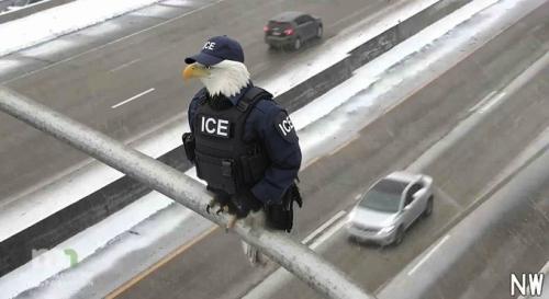 eagle in minnesota