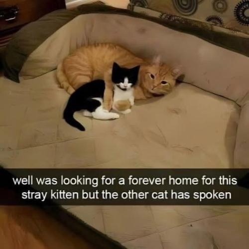 well-looking-forever-home-this-stray-kitten-but-other-cat-has-spoken