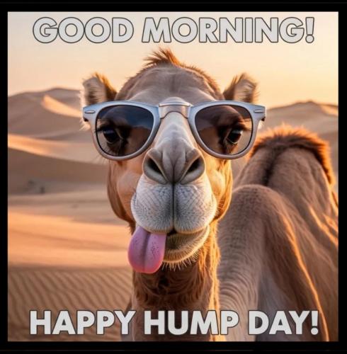 1-Hump Day